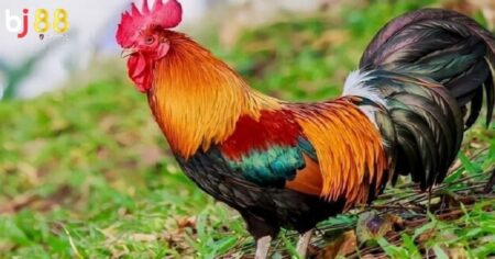 Màu mạng gà đá