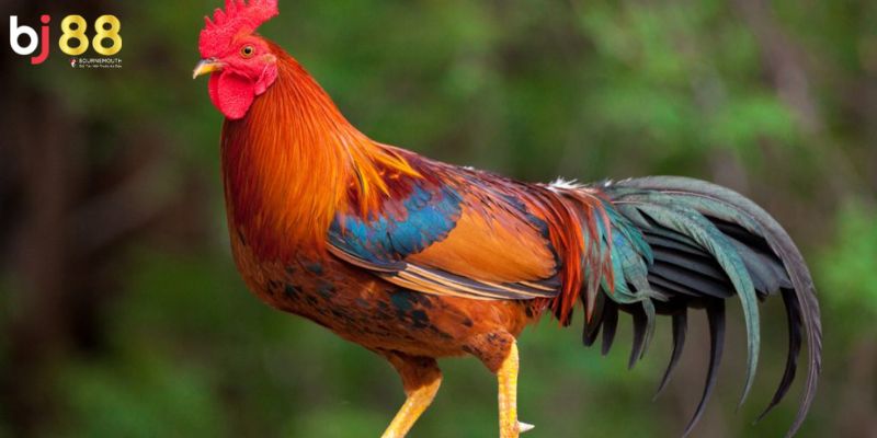 Màu mạng gà đá Một số lưu ý quan trọng