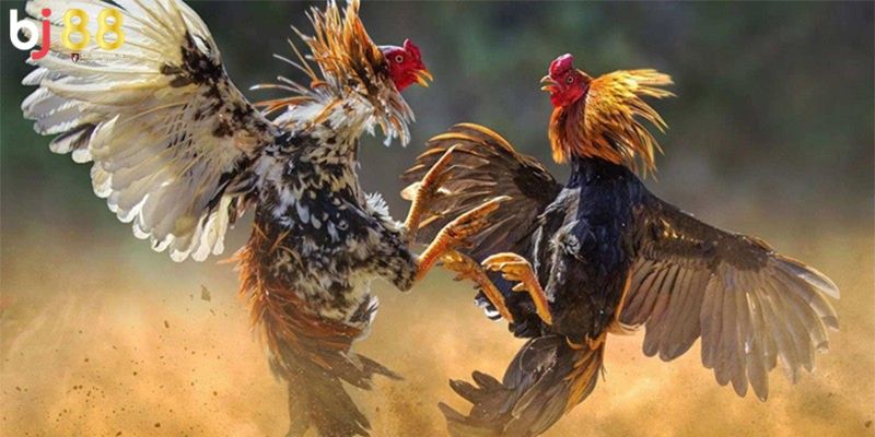 thuật ngữ trong đá gà Tầm quan trọng của việc hiểu thuật ngữ trong đá gà