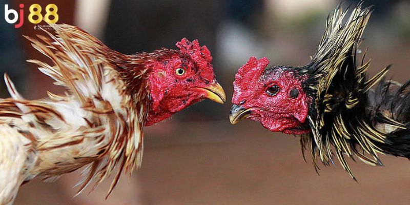 thuật ngữ trong đá gà Những từ ngữ hay dùng cho gà chọi