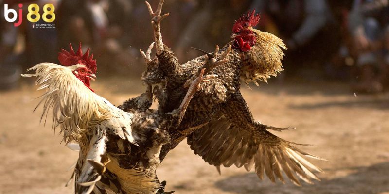 thuật ngữ trong đá gà Thuật ngữ thường bắt gặp trong các trận đấu đá gà