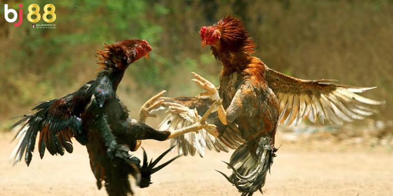 thuật ngữ trong đá gà Từ ngữ liên hệ quan đến chăm sóc, huấn luyện