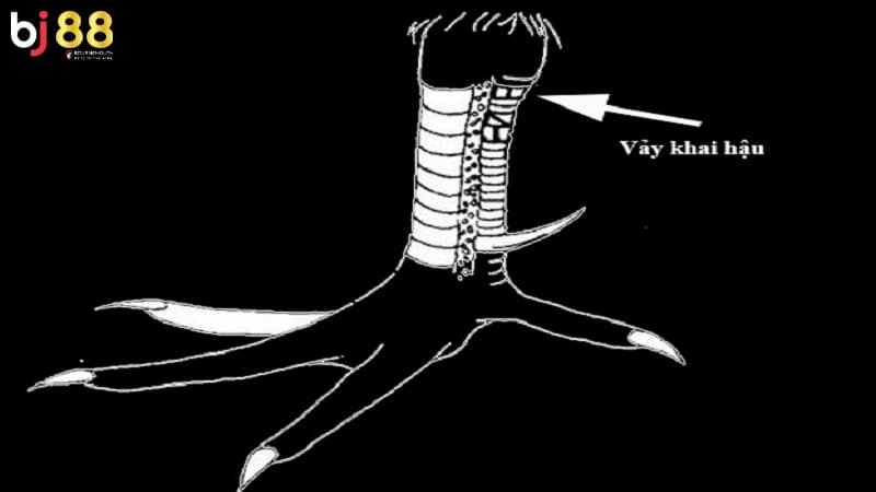 vảy gà chọi xấu vảy gà chọi xấu