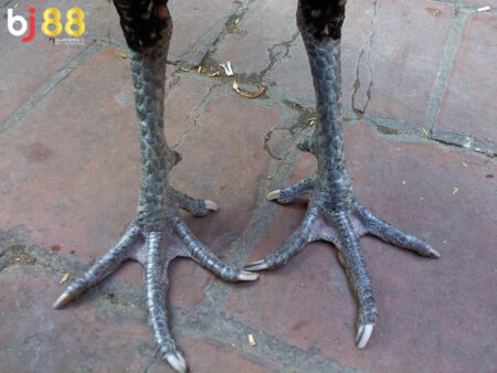 vảy gà chọi xấu