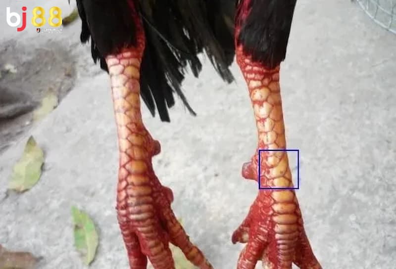 vảy gà vấn cán vảy gà vấn cán