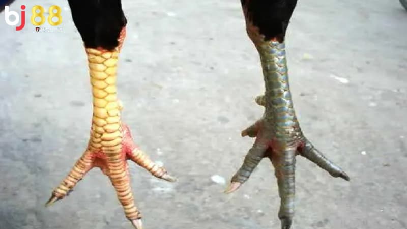vảy gà vấn cán vảy gà vấn cán