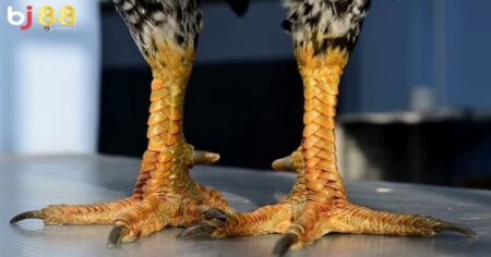 vảy gà vấn cán