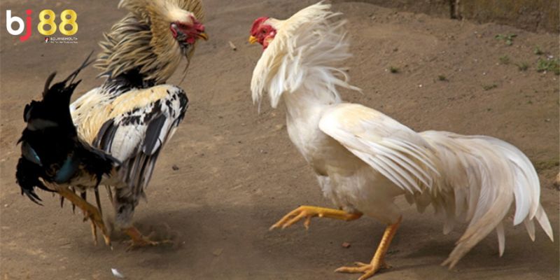 xem ngày đá gà Một số chú ý nên biết